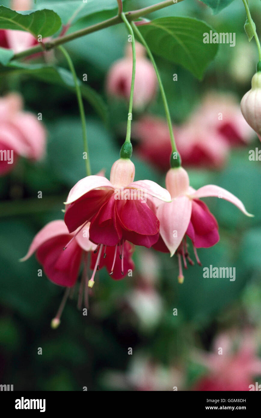 Fuchsia - 'Garden News' (Hardy)   TRS098529 Stock Photo