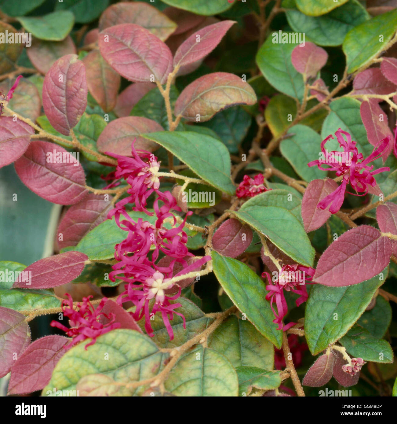 Loropetalum Chinense High Resolution Stock Photography and Images Alamy
