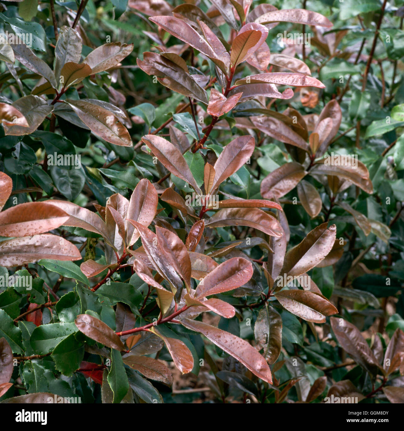 Photinia x fraseri robusta hi-res stock photography and images - Alamy