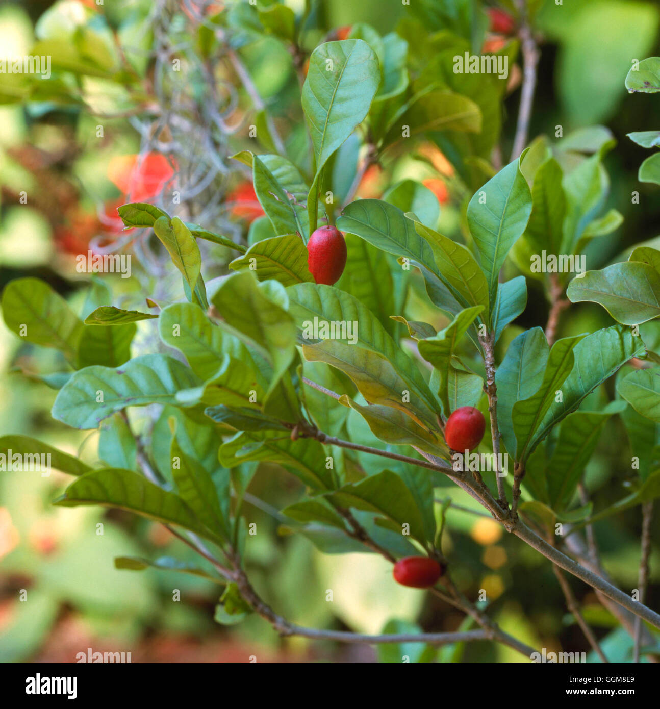 Synsepalum dulcificum - Miraculous Berry   TRS100244 Stock Photo