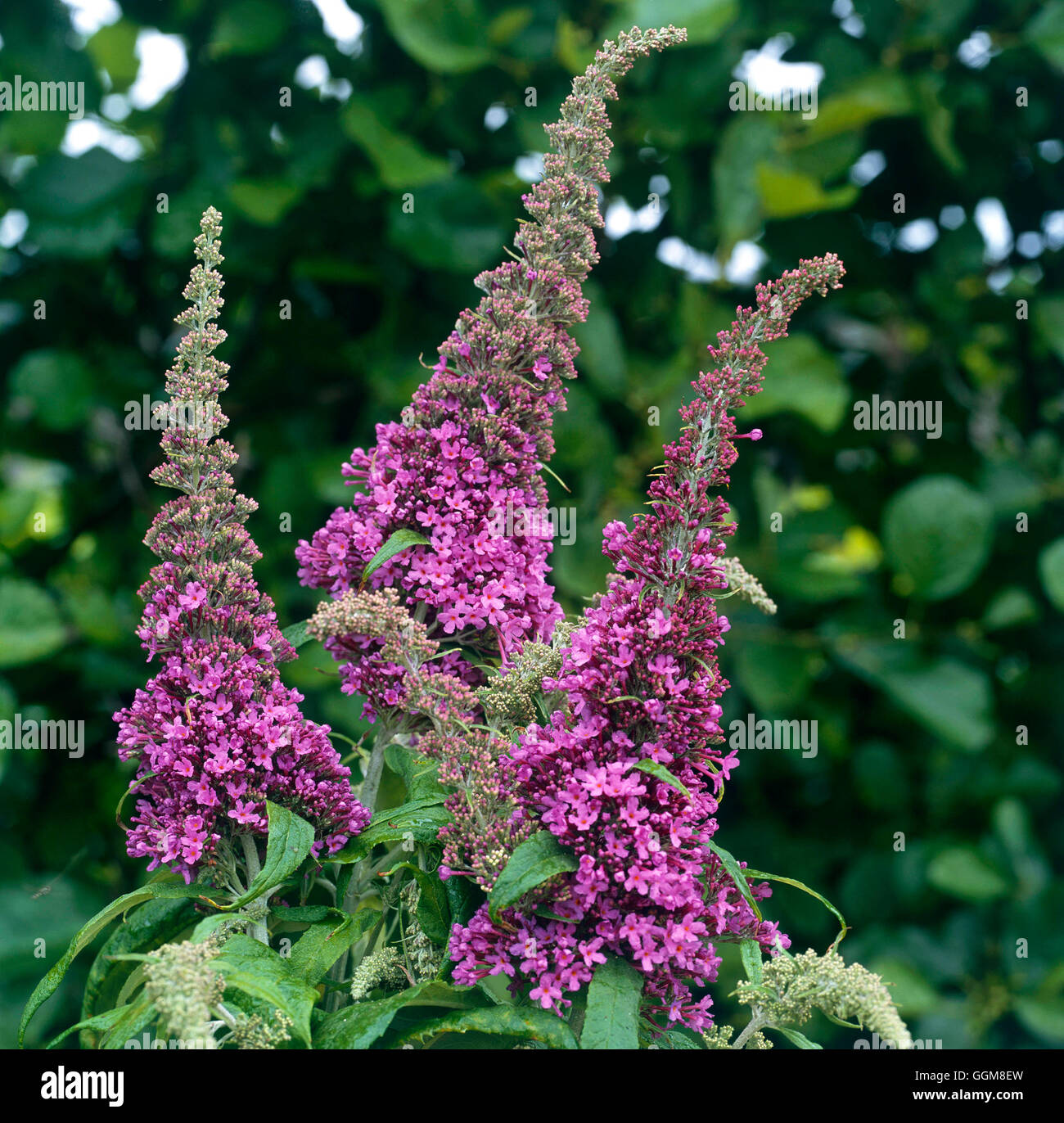 Buddleja davidii - `Peacock' TRS101618 Stock Photo - Alamy