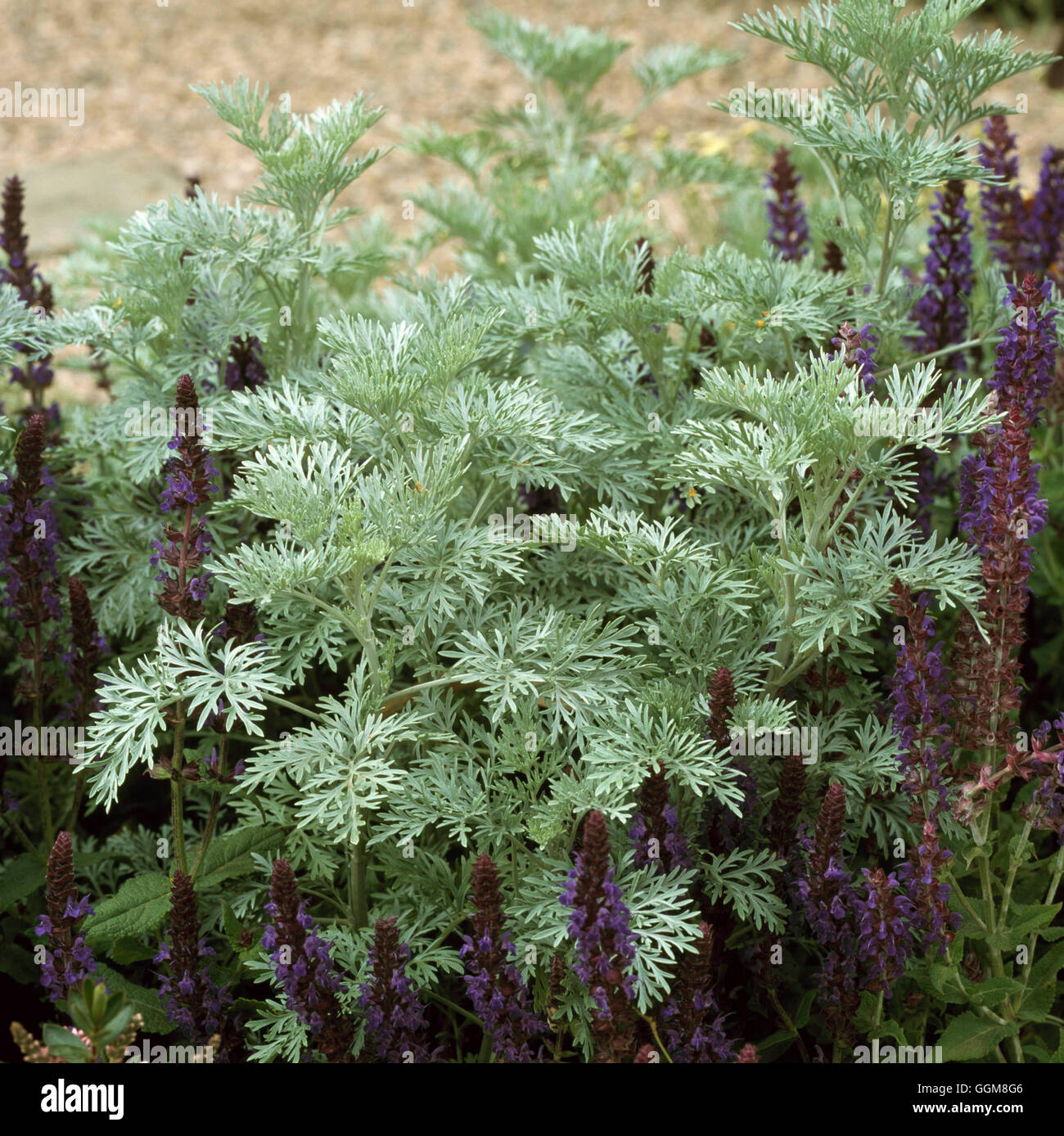 Artemisia absinthium - 'Lambrook Silver' AGM   TRS104050 Stock Photo