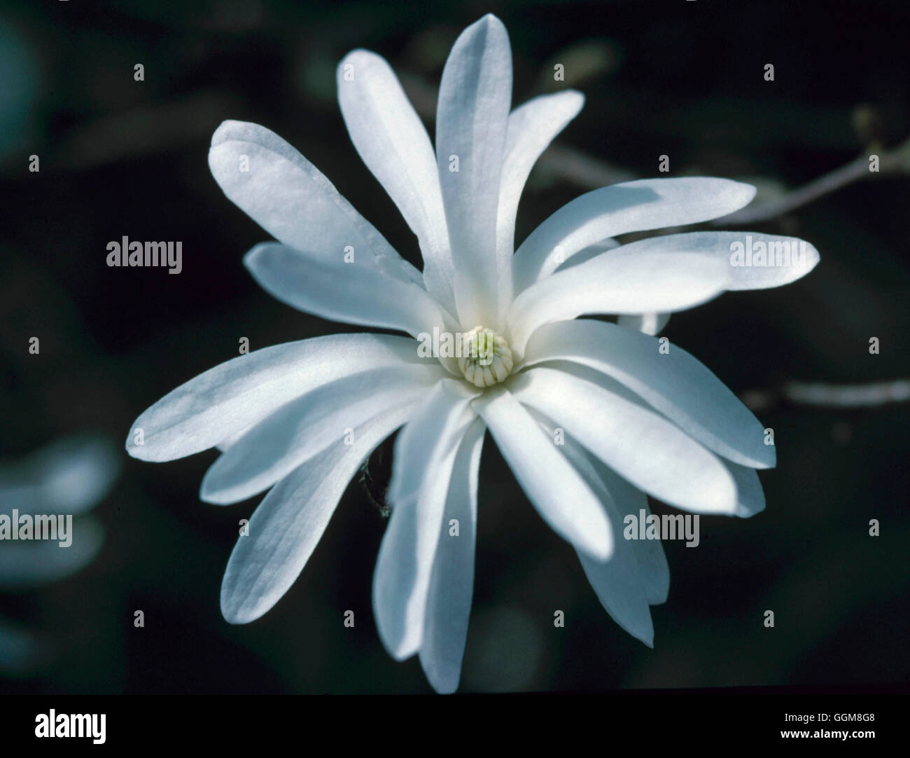 Magnolia stellata - 'Royal Star'   TRS104216 Stock Photo
