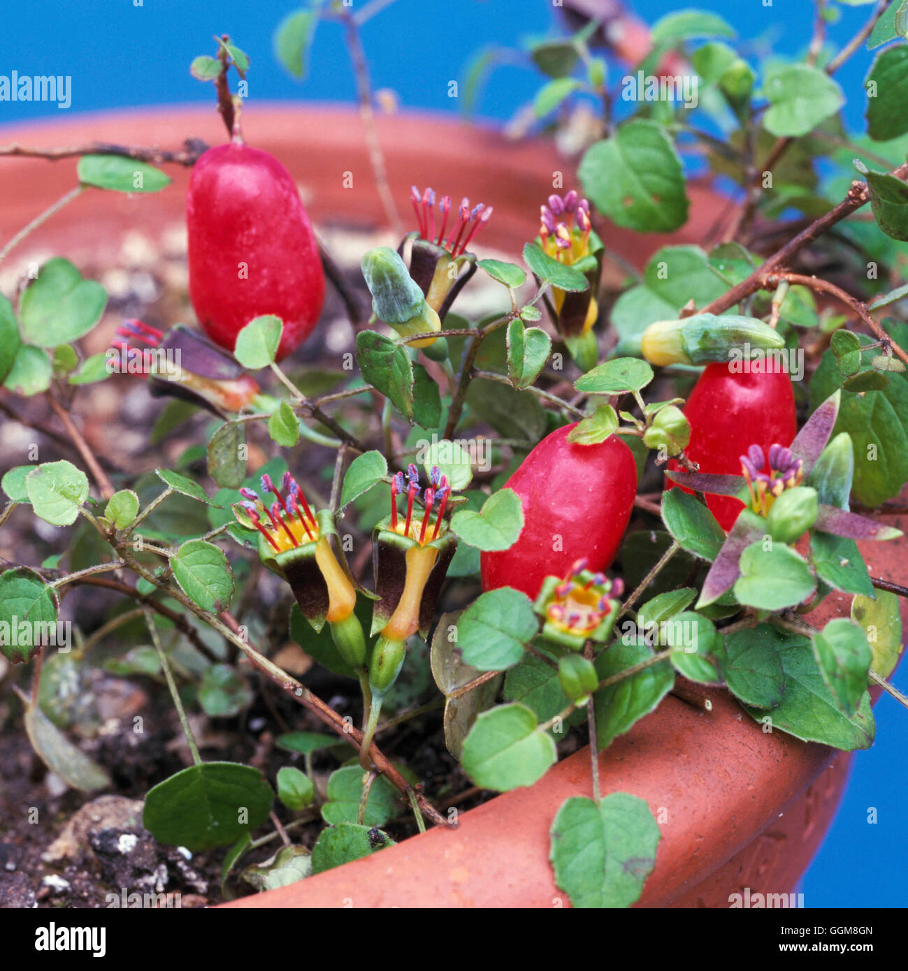 Fuchsia procumbens - showing flowers and fruit   TRS105756 Stock Photo