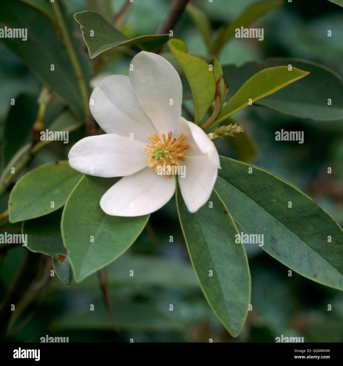 Michelia figo - var.crassipes   TRS106779 Stock Photo