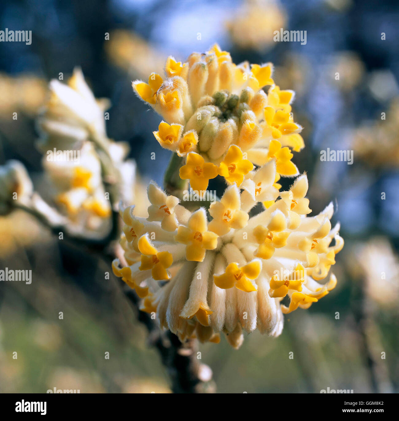 Edgeworthia chrysantha - (Syn: E.papyrifera)   TRS108115 Stock Photo