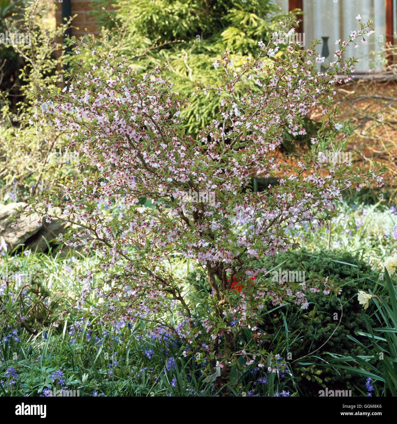 Prunus incisa - 'Kojo-no-mai'   TRS108228 Stock Photo