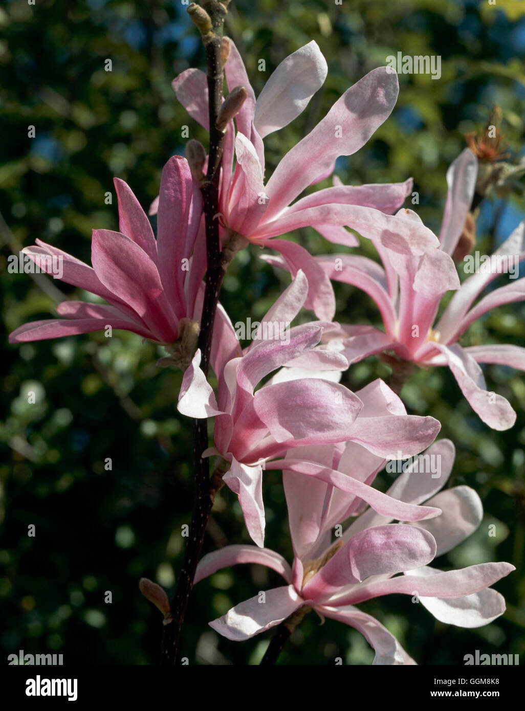 Magnolia x loebneri - 'Leonard Messel' AGM   TRS108238 Stock Photo