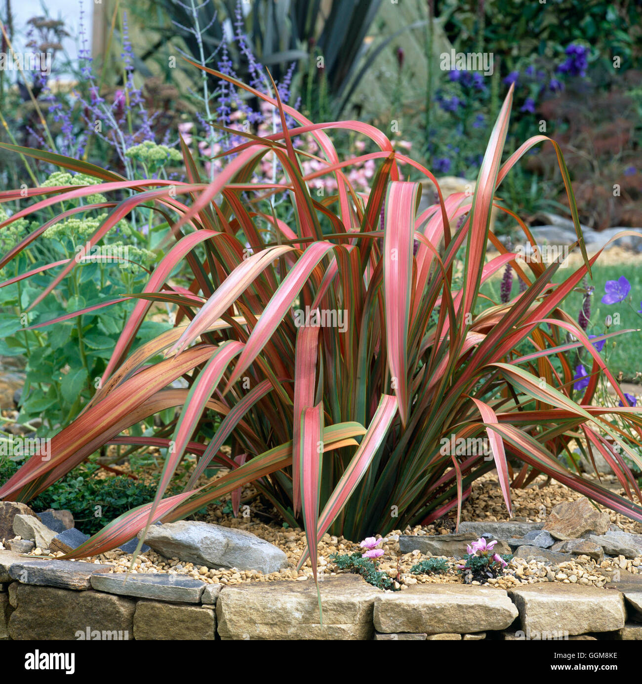 Formium Jester Phormium - `Jester' TRS108463 Stock Photo - Alamy