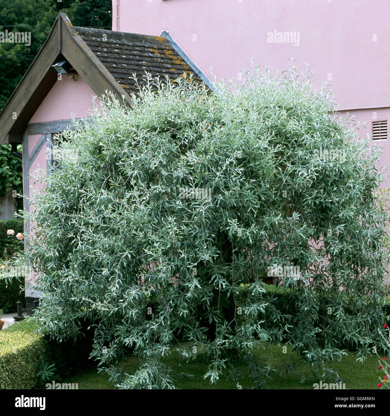 Pyrus salicifolia - 'Pendula' AGM   TRS108621 Stock Photo