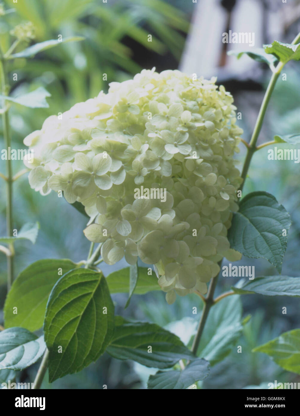 Hydrangea paniculata - 'Limelight'.   TRS108890 Stock Photo