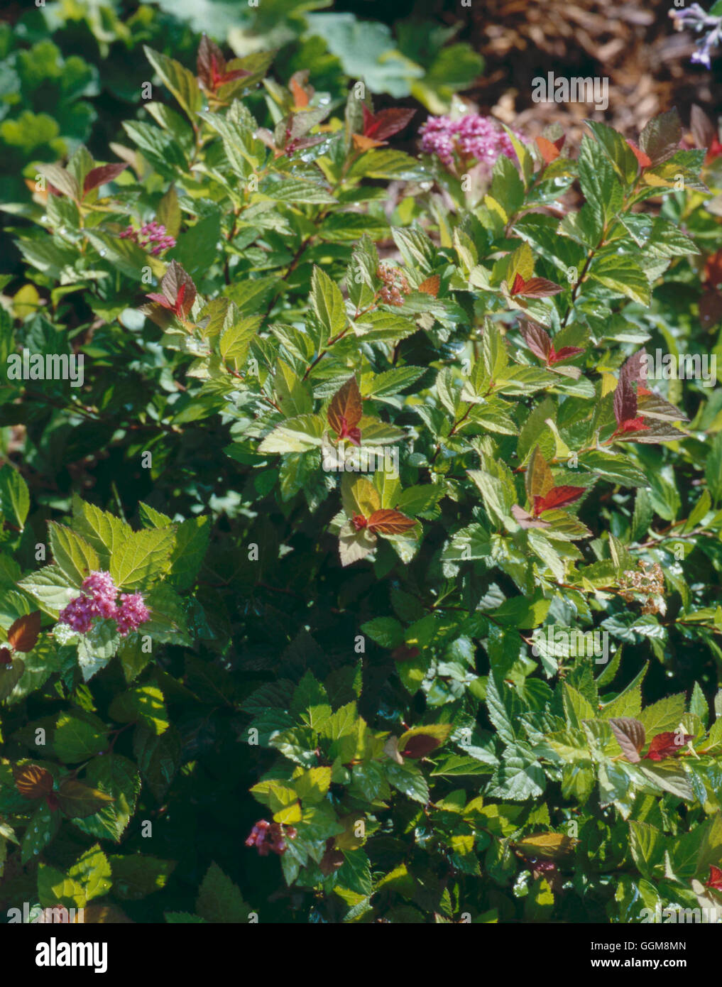 Spiraea japonica 'Golden Elf' TRS110097 Stock Photo Alamy
