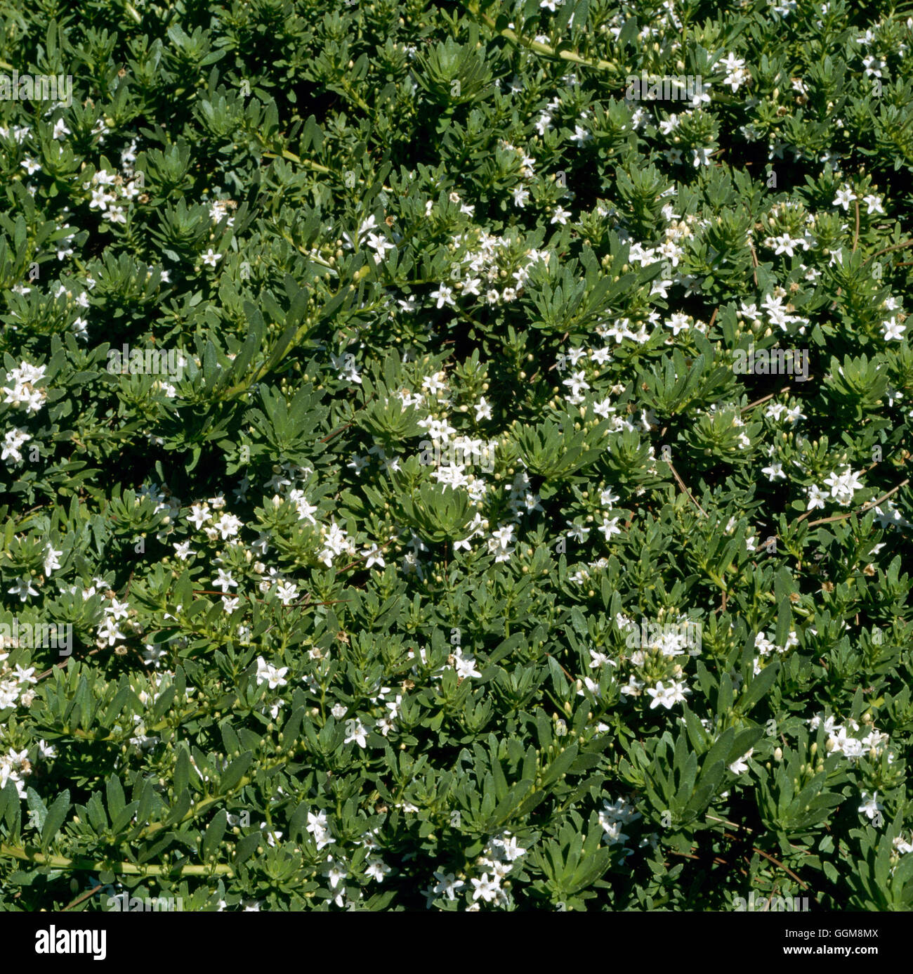 Myoporum parvifolium 'Davis'   TRS110346 Stock Photo