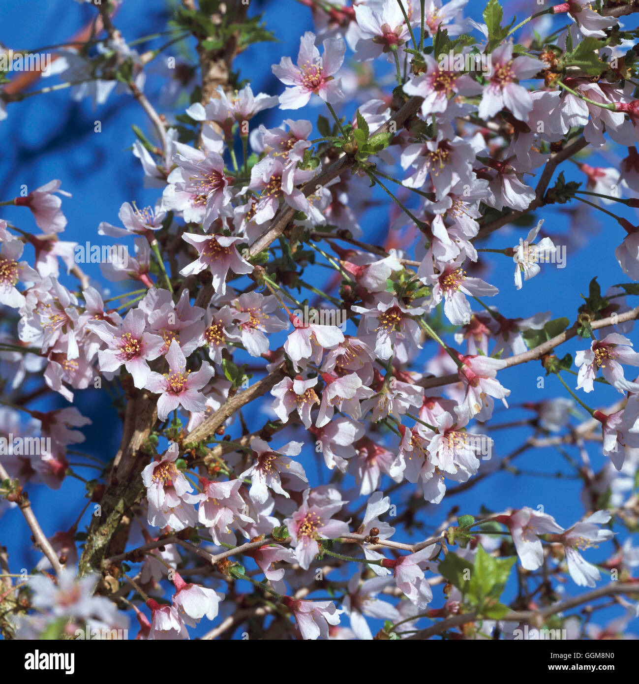 Prunus incisa- - 'Kojo-no-mai'   TRS110454 Stock Photo