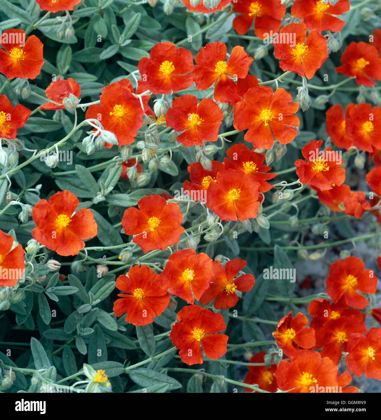 Helianthemum 'Henfield Brilliant'   TRS111160 Stock Photo