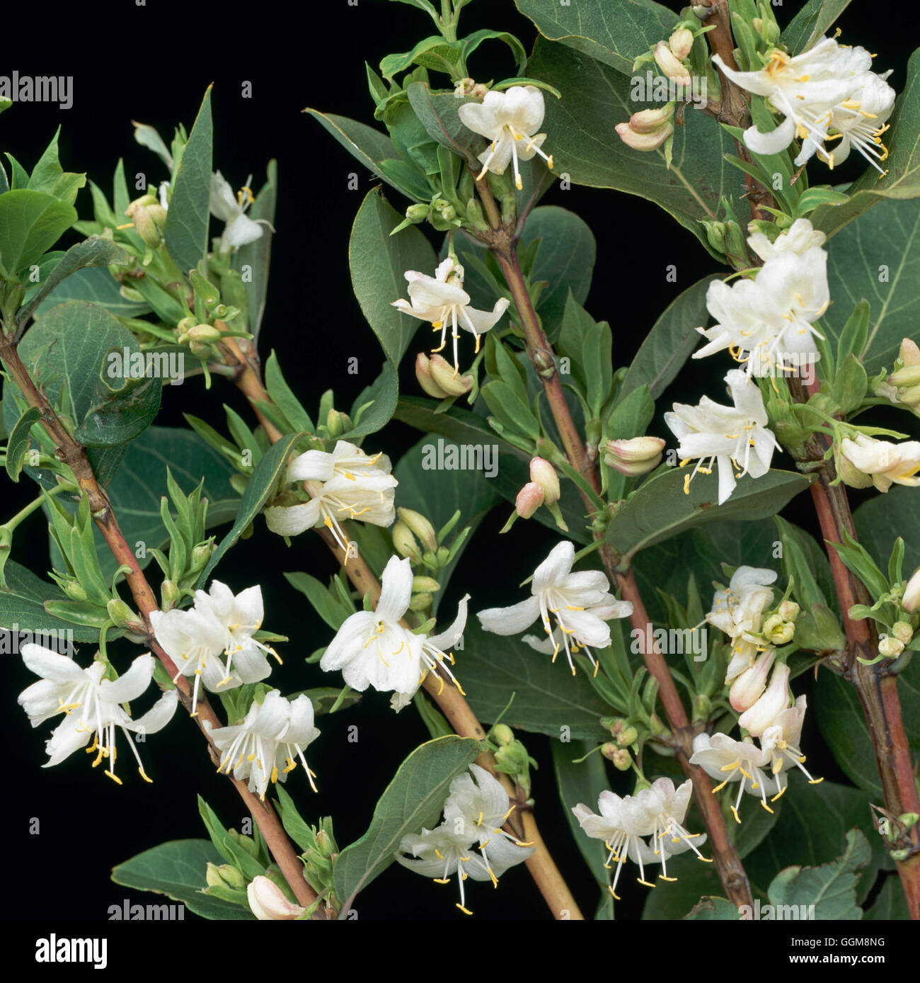 Lonicera fragrantissima   TRS111644 Stock Photo