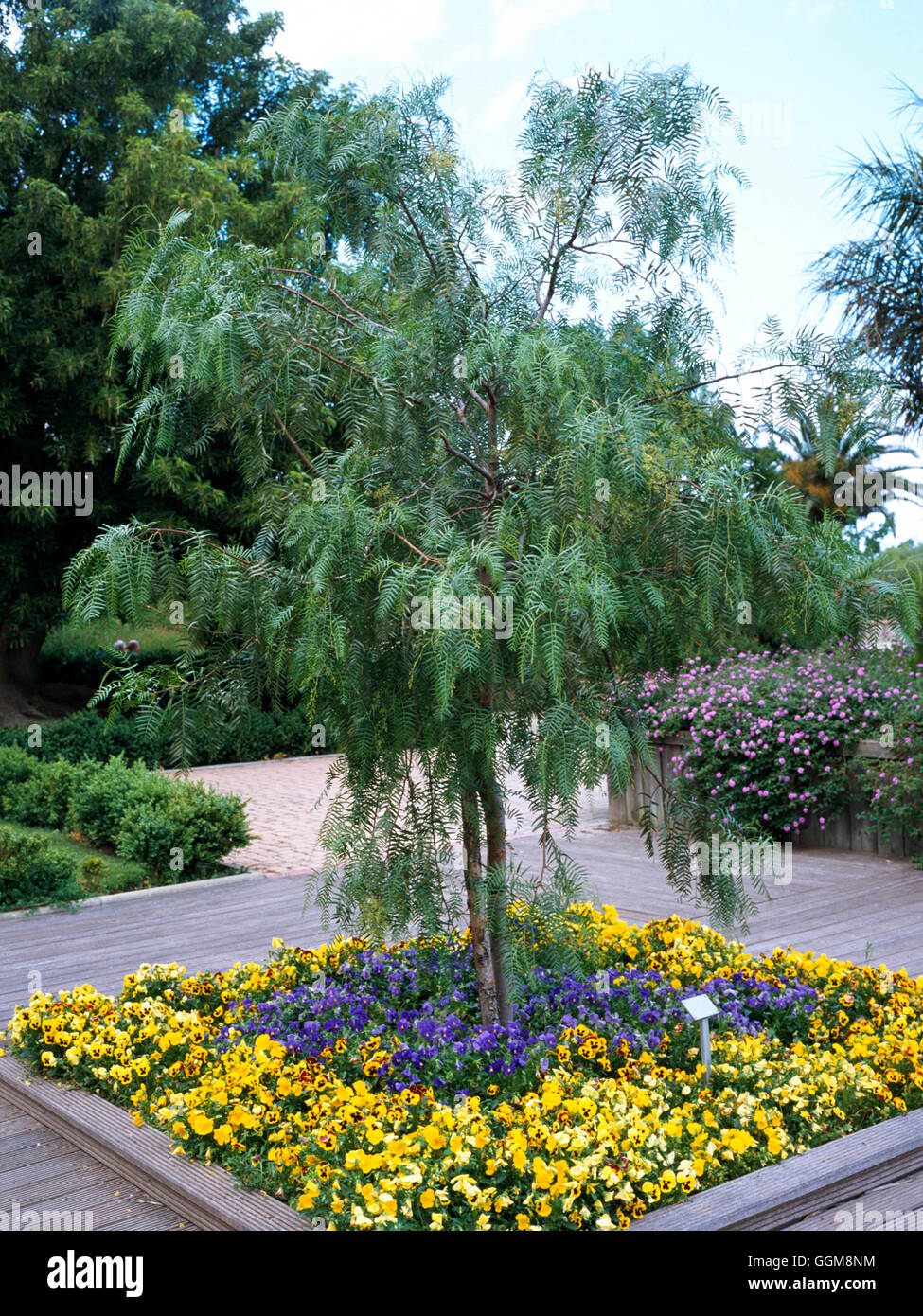 Schinus molle- - Pepper Tree   TRS111703 Stock Photo