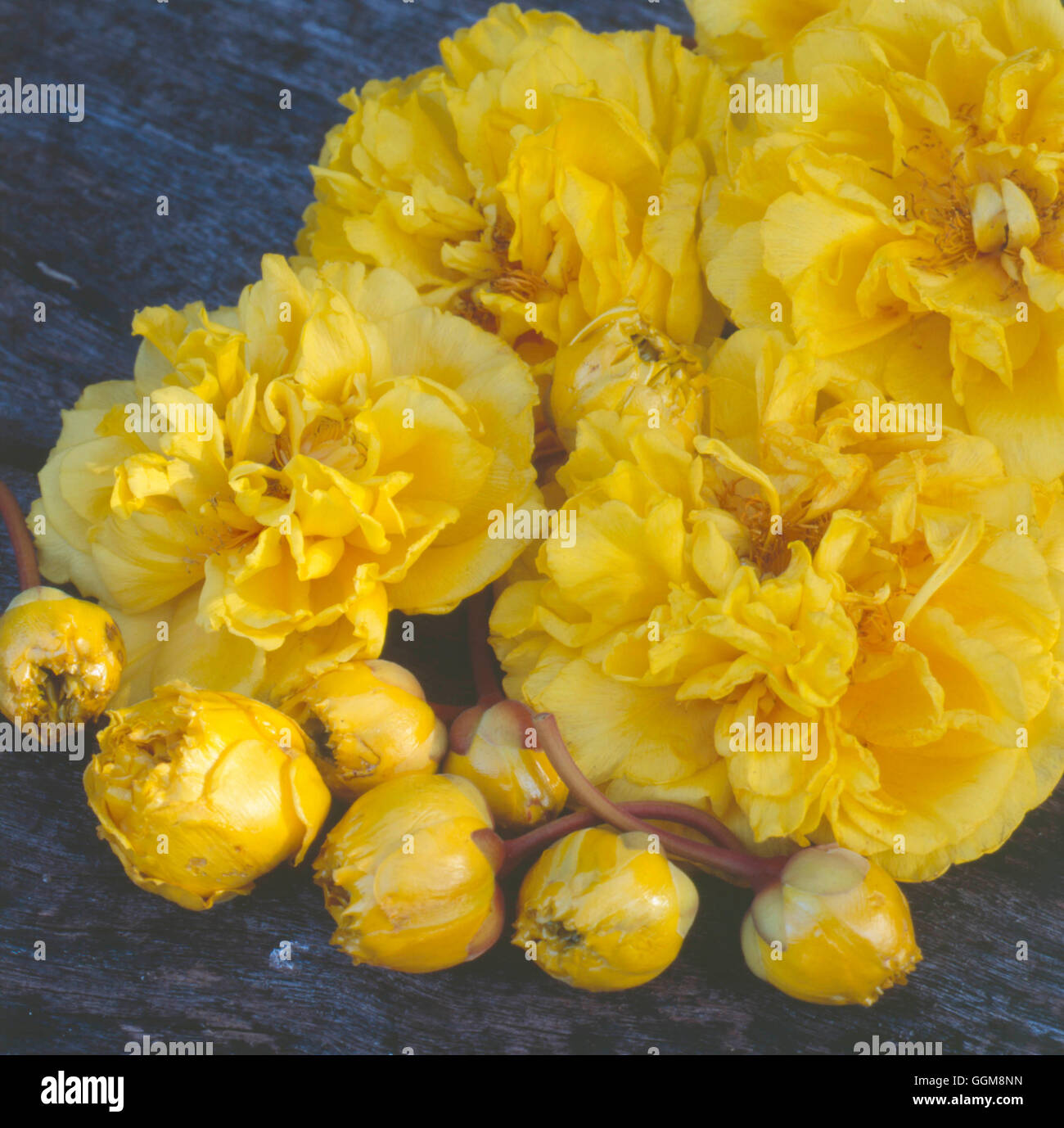 Cochlospermum vitifolium- showing flowers- - Rose of Brazil   TRS111709 Stock Photo