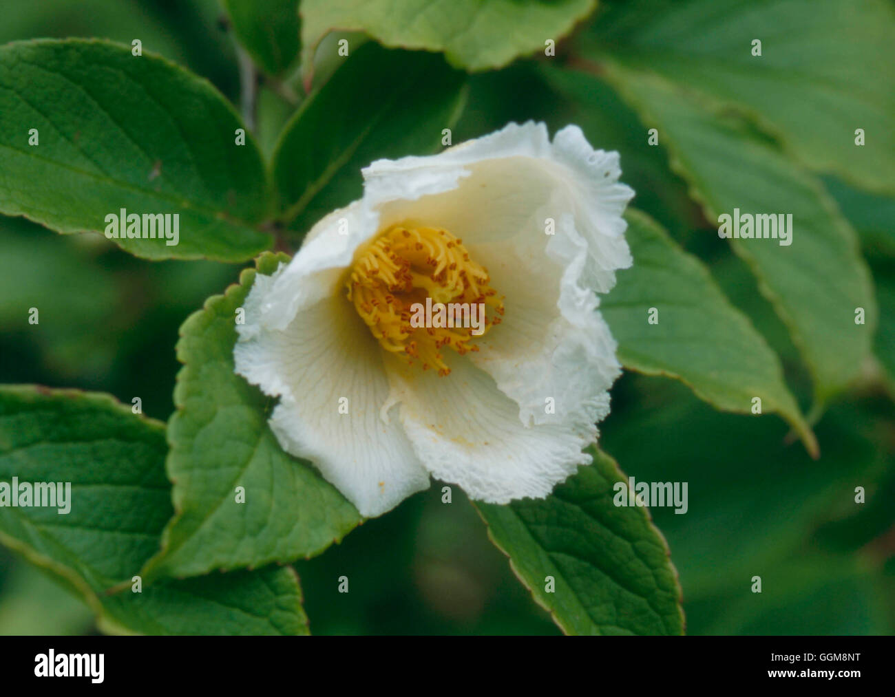 Stewartia pseudocamellia   TRS111771 Stock Photo
