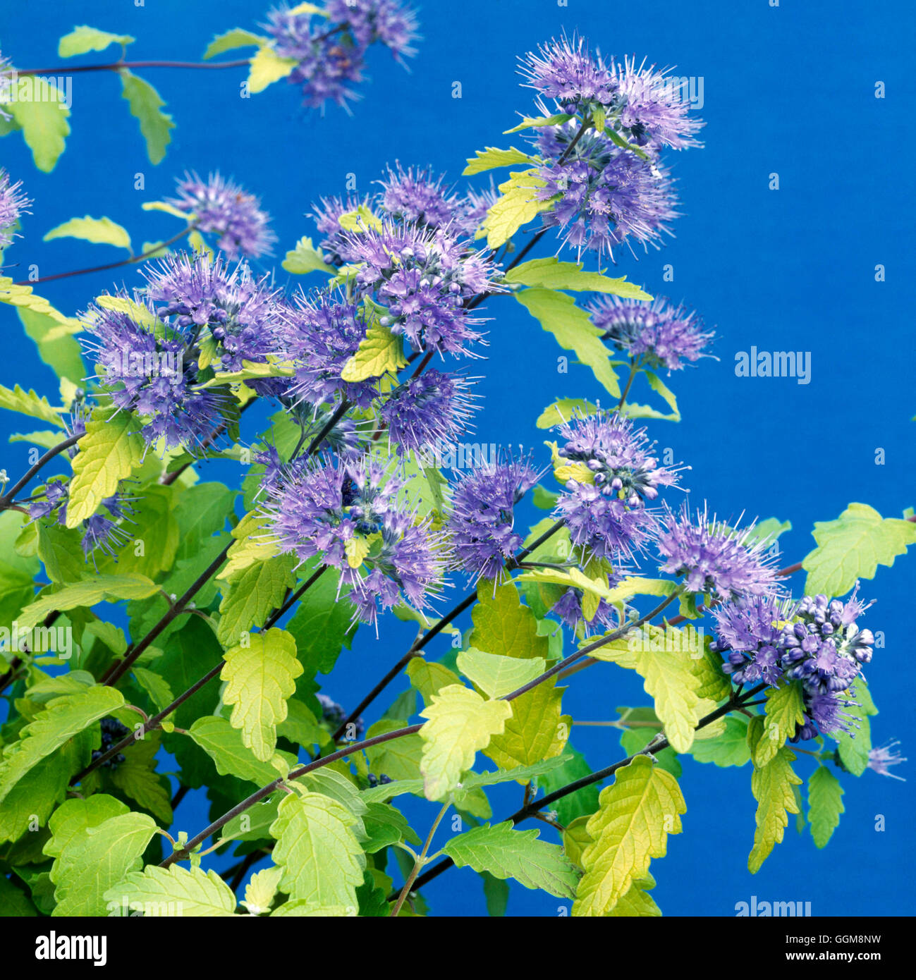 Caryopteris incana 'Sunshine Blue'- - (Syn C.i. 'Jason')   TRS111805 Stock Photo