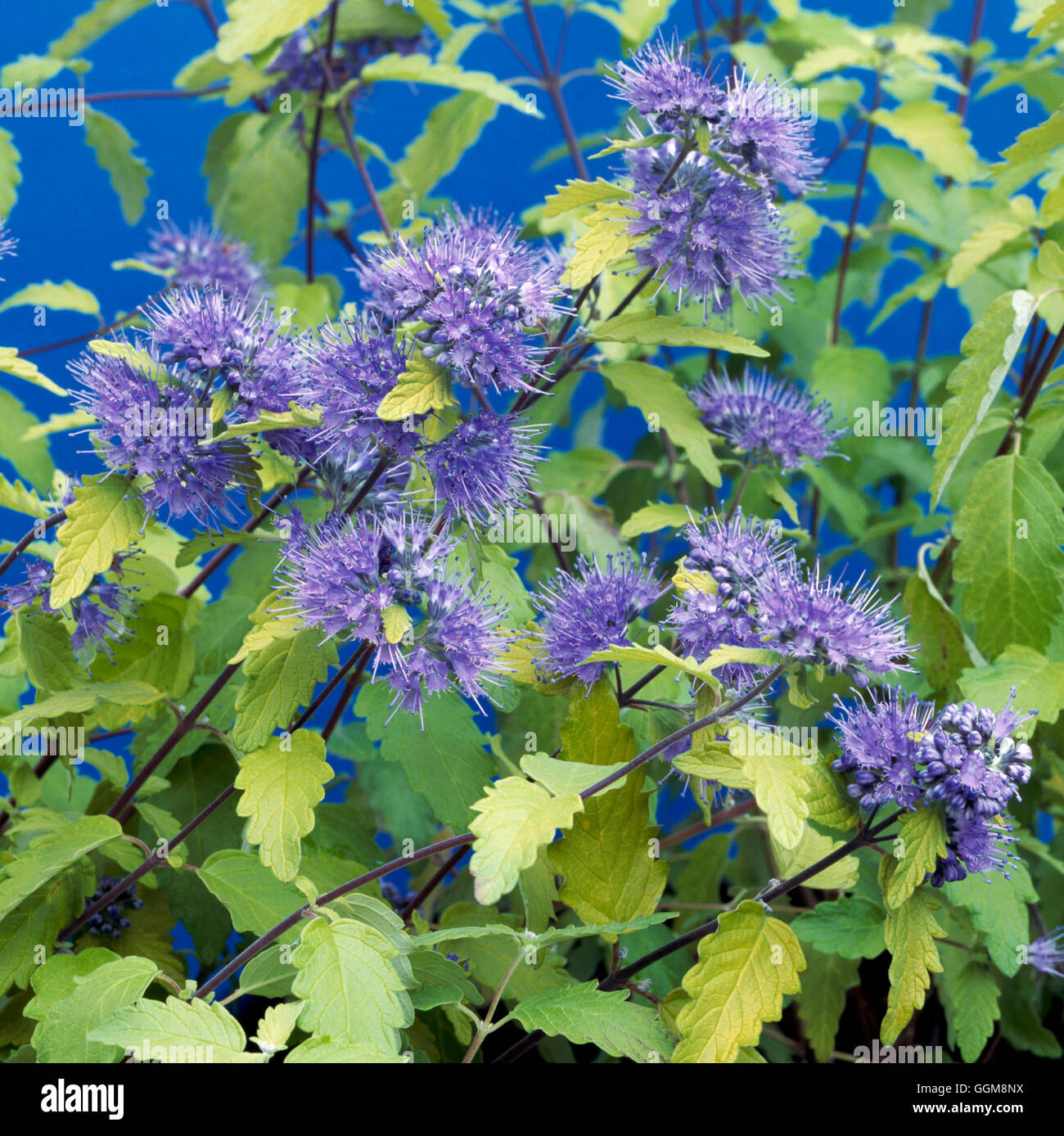 Caryopteris incana 'Sunshine Blue'- - (Syn C.i. 'Jason')   TRS111806 Stock Photo