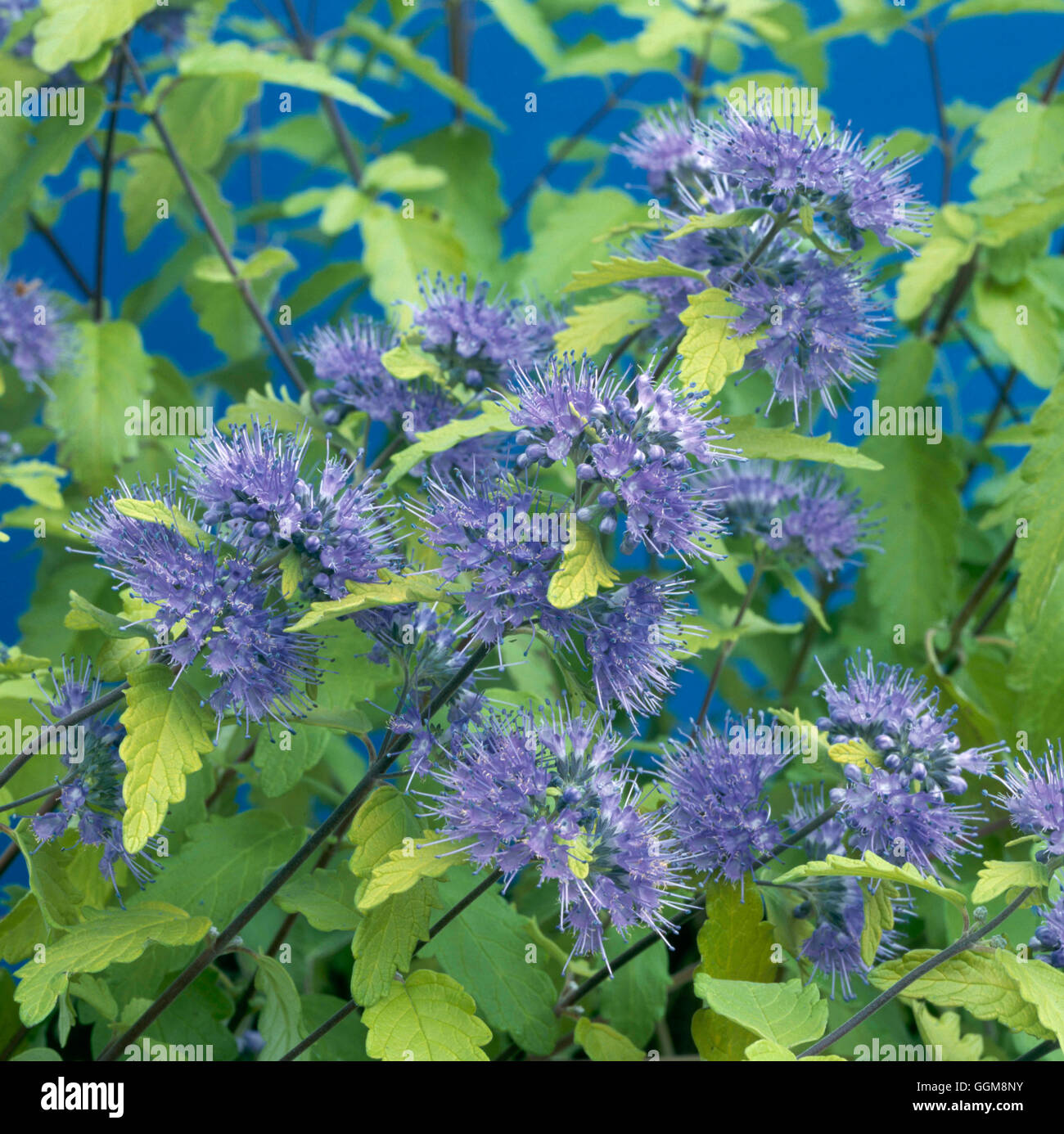 Caryopteris incana - 'Sunshine Blue'- - (Syn C. i. 'Jason')   TRS111807 Stock Photo