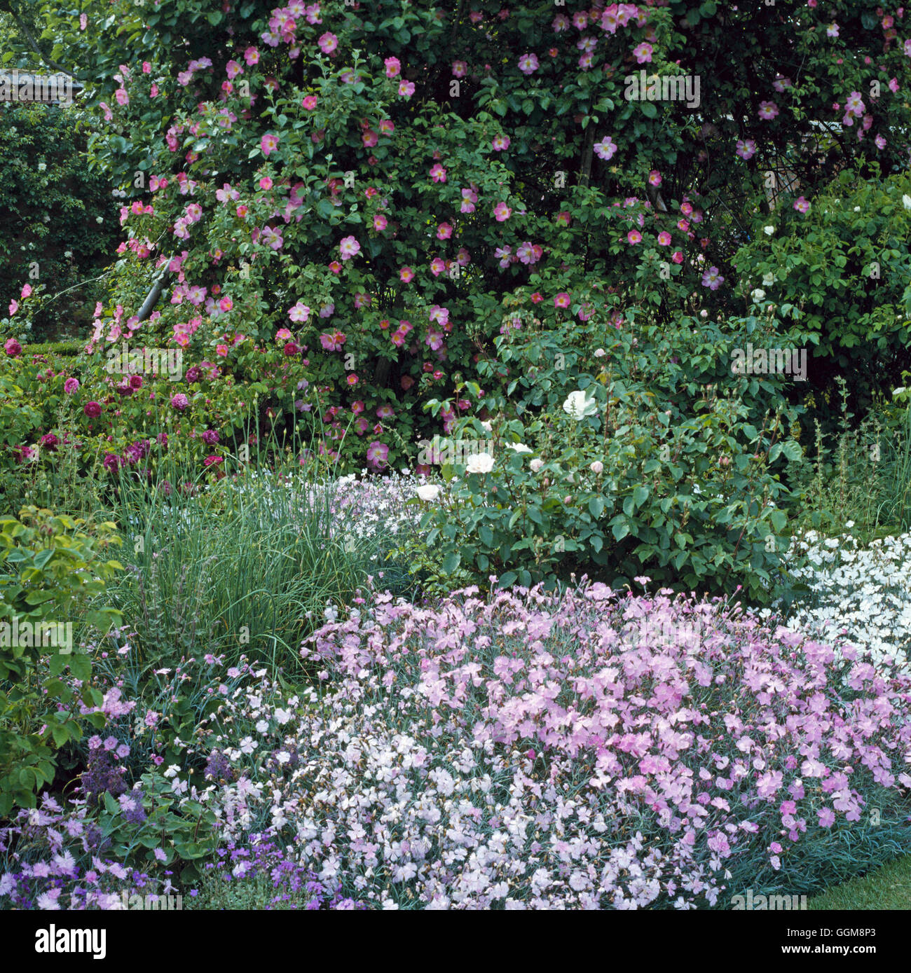 Underplanting - of Roses with Pinks (Dianthus)   ULP023202 Stock Photo