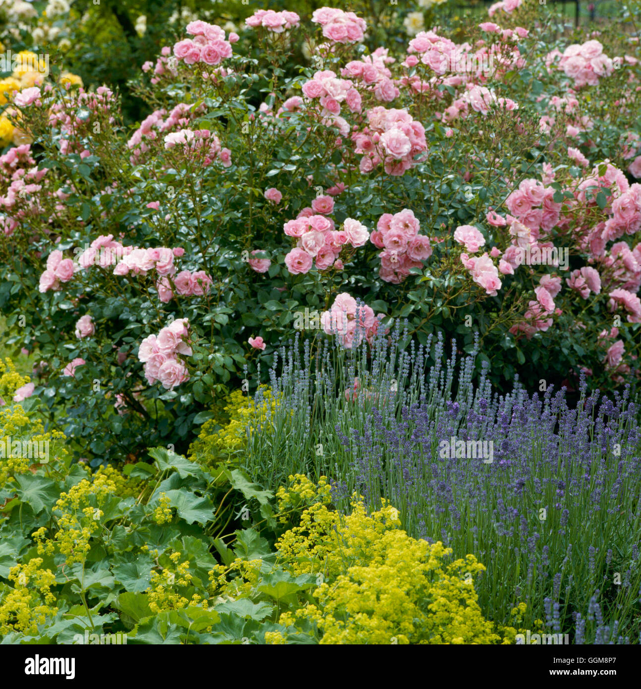 Underplanting - of Rosa `Bonica' AGM with Alchemilla and Lavandula ...