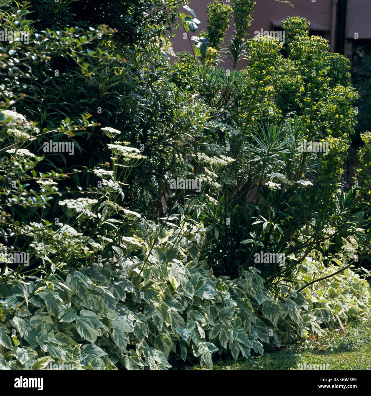 Underplanting - of border with Variegated Ground Elder (Aegopodium podograria 'Variegata') (Garden of Deborah Hutton)   Ref: PHS Stock Photo