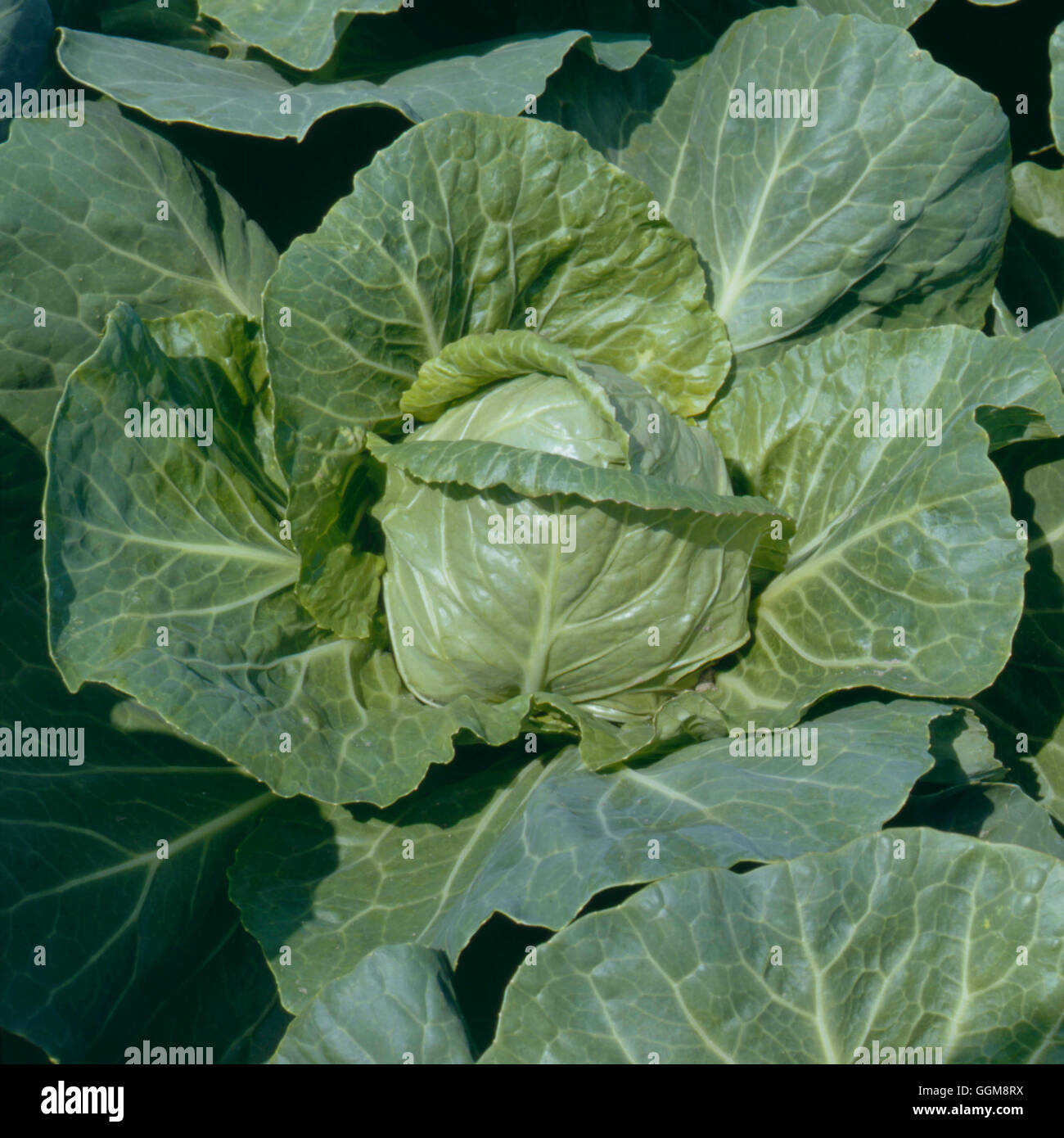 Golden acre cabbage hi-res stock photography and images - Alamy