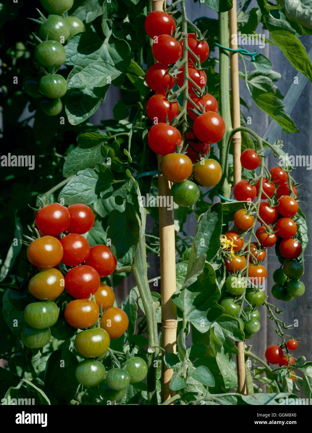Tomato Gardener S Delight Veg035049 Stock Photo 113542744 Alamy