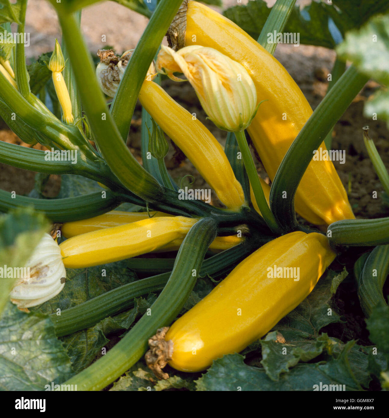 Golden Culinary Courgette Goldrush Edible Growing Veg Veg High Resolution Stock Photography And Images Alamy Golden Culinary Courgette Goldrush Edible Growing Veg Veg High Resolution Stock Photography And Images Alamy