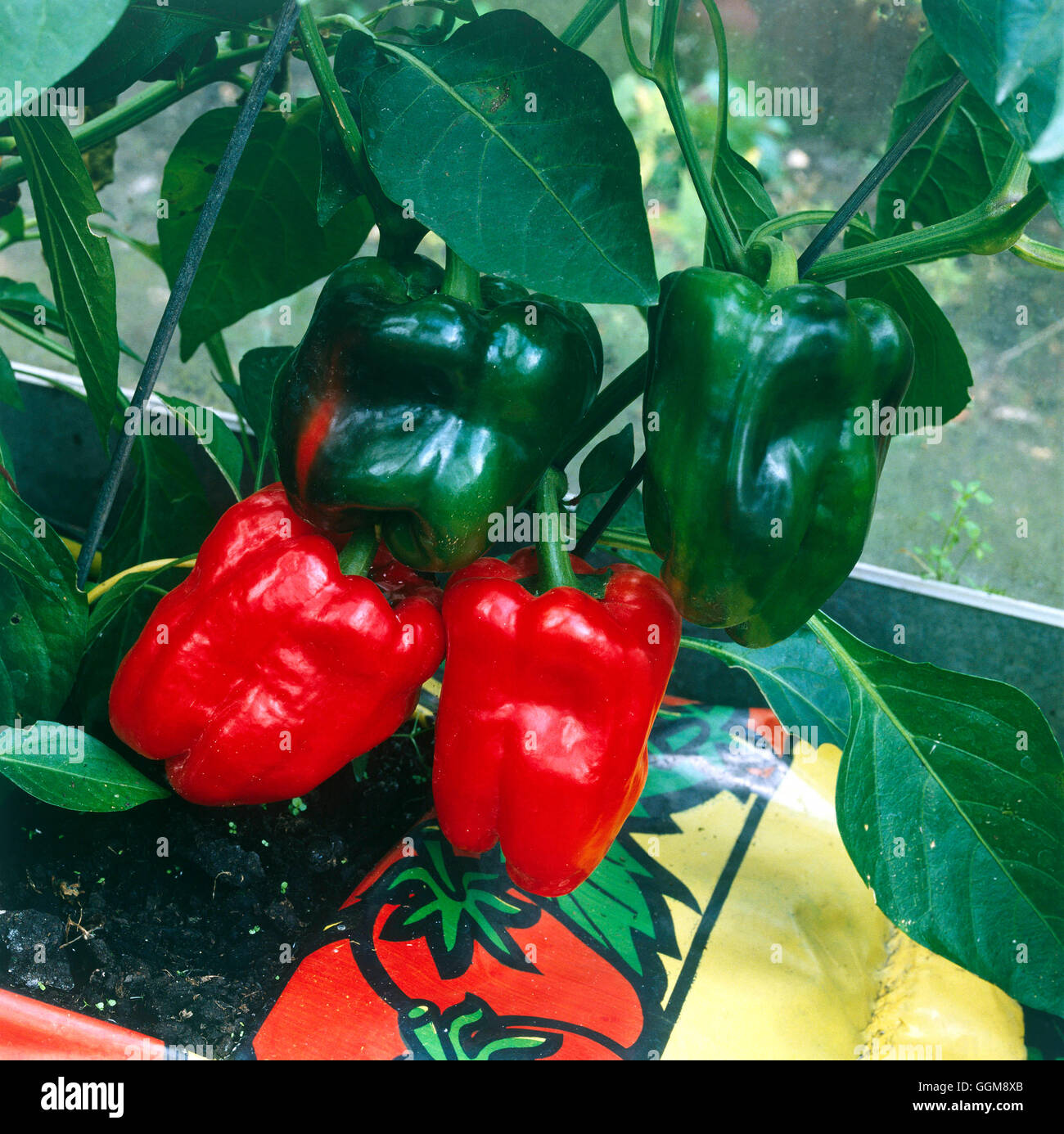 Peppers - Sweet - Green Peppers turning red. (Capsicum sp.)   VEG037607 Stock Photo