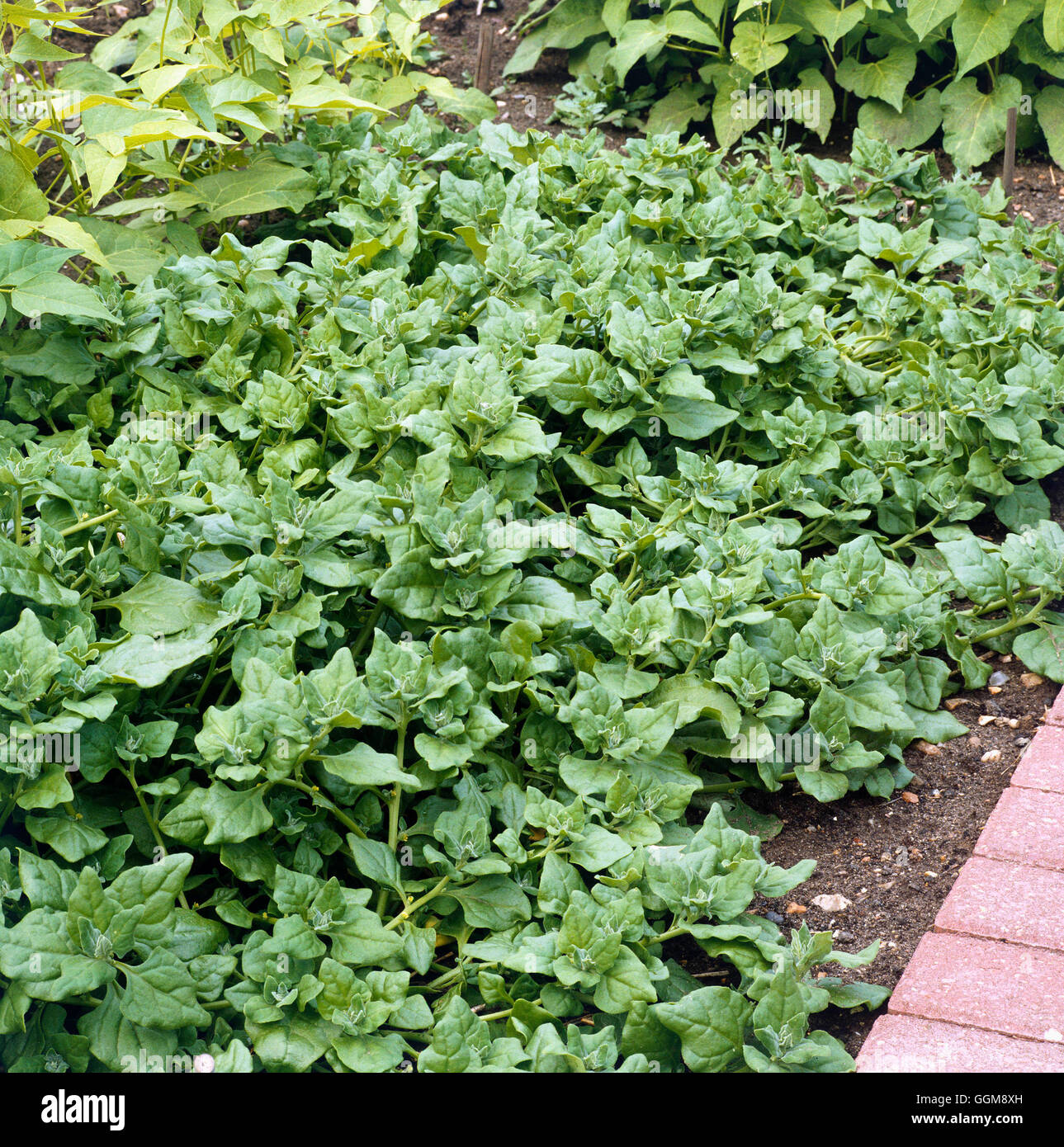Spinach - New Zealand- - (Tetragonia tetragonioides)   VEG038338 Stock Photo
