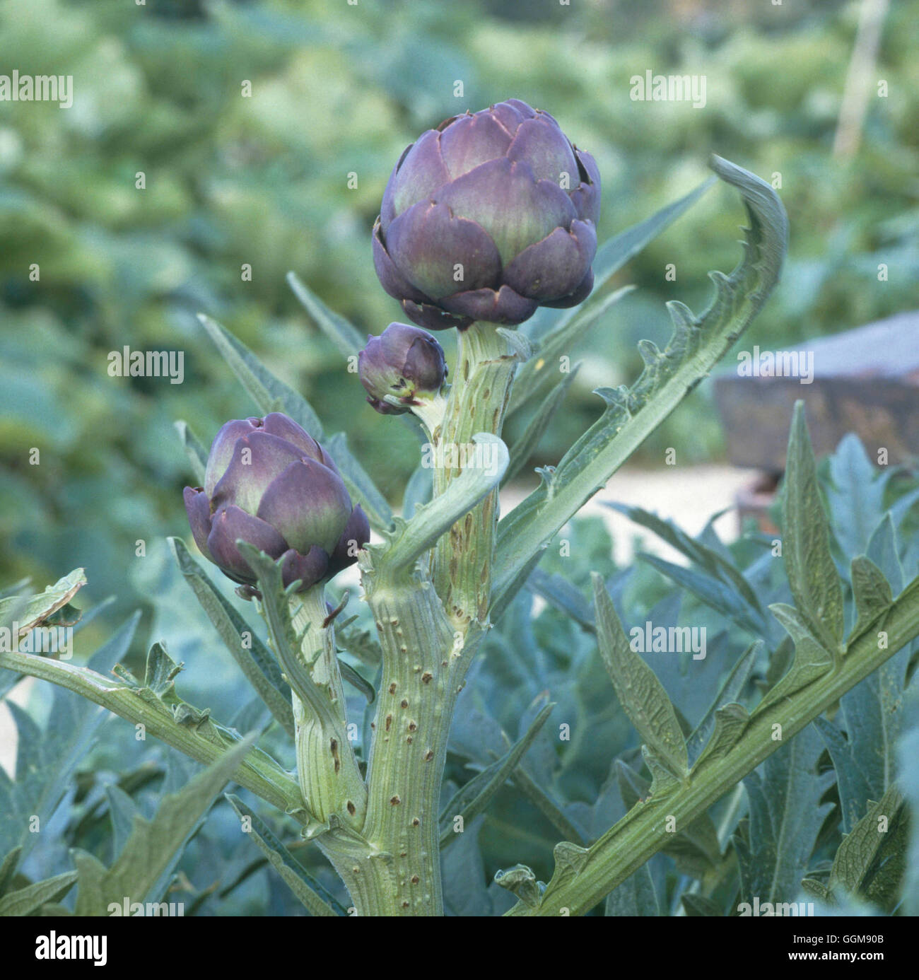 Artichoke - Globe - Purple Variety (Cynara cardunculus Scolymus Group) (HDRA Organic)   VEG046730 Stock Photo
