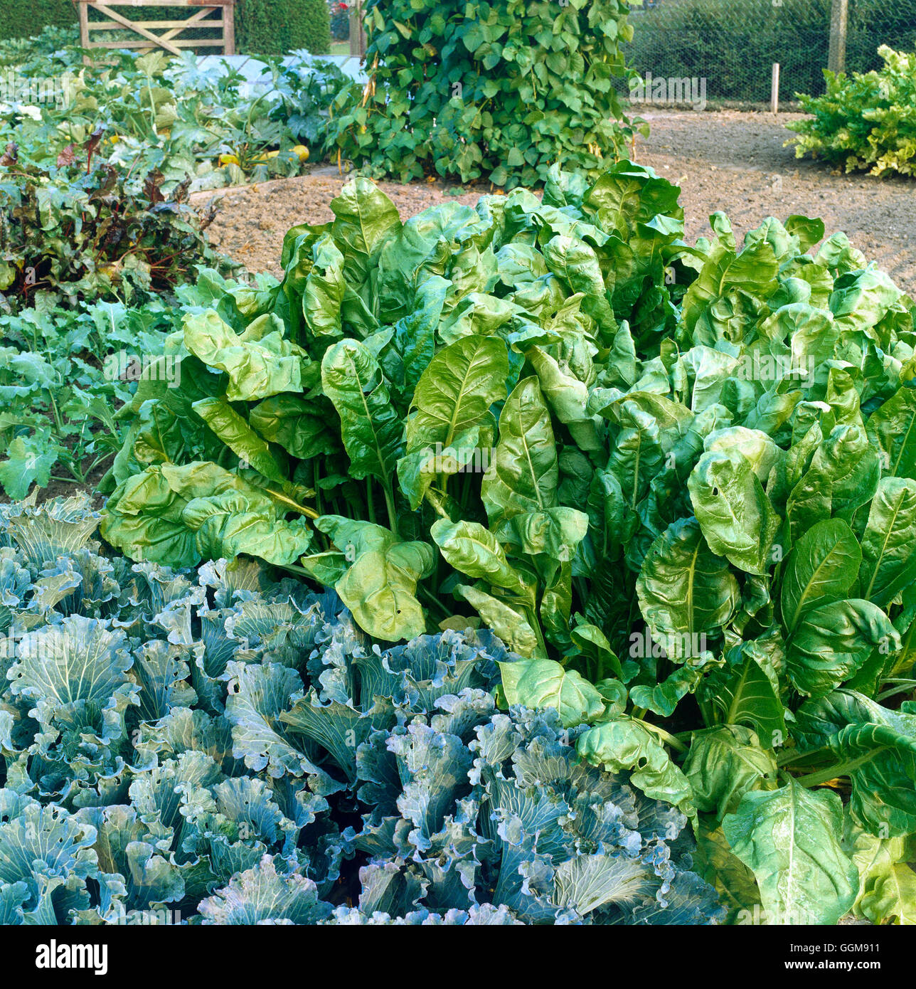 Spinach Perpetual also known as Spinach/Leaf Beet (Beta vulgaris
