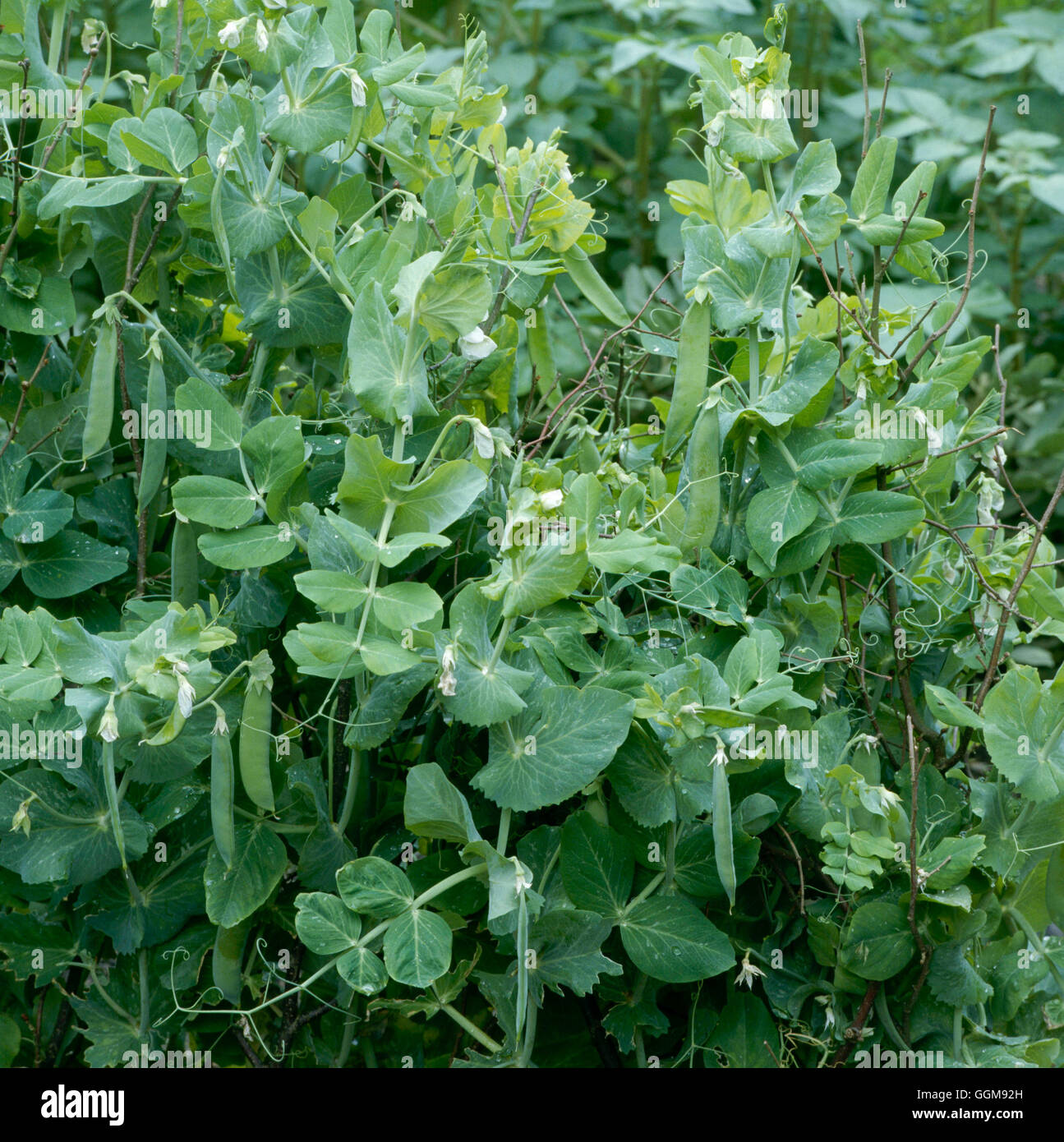 First early hi-res stock photography and images - Alamy