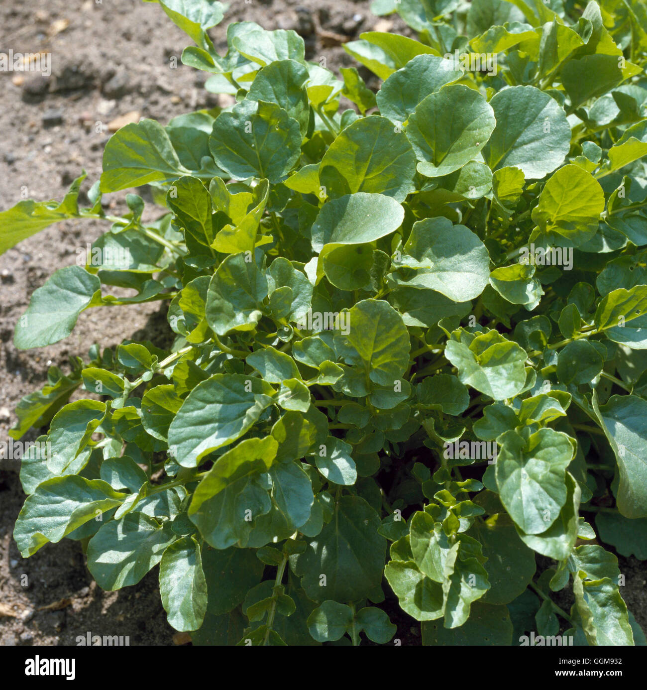 Upland cress hi-res stock photography and images - Alamy