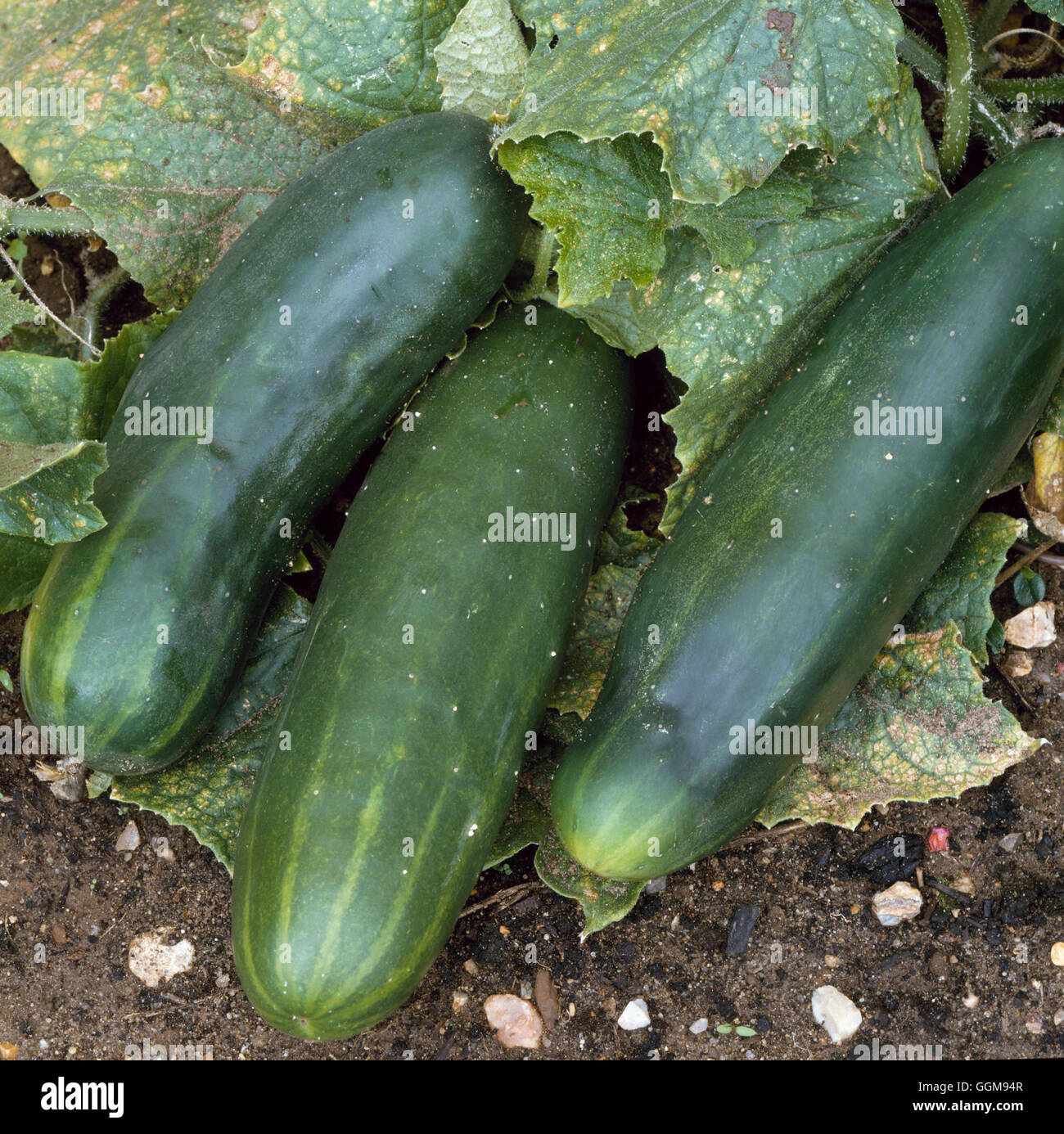 Cucumber - `Bush Champion' (Ridge) VEG064509 Stock Photo - Alamy