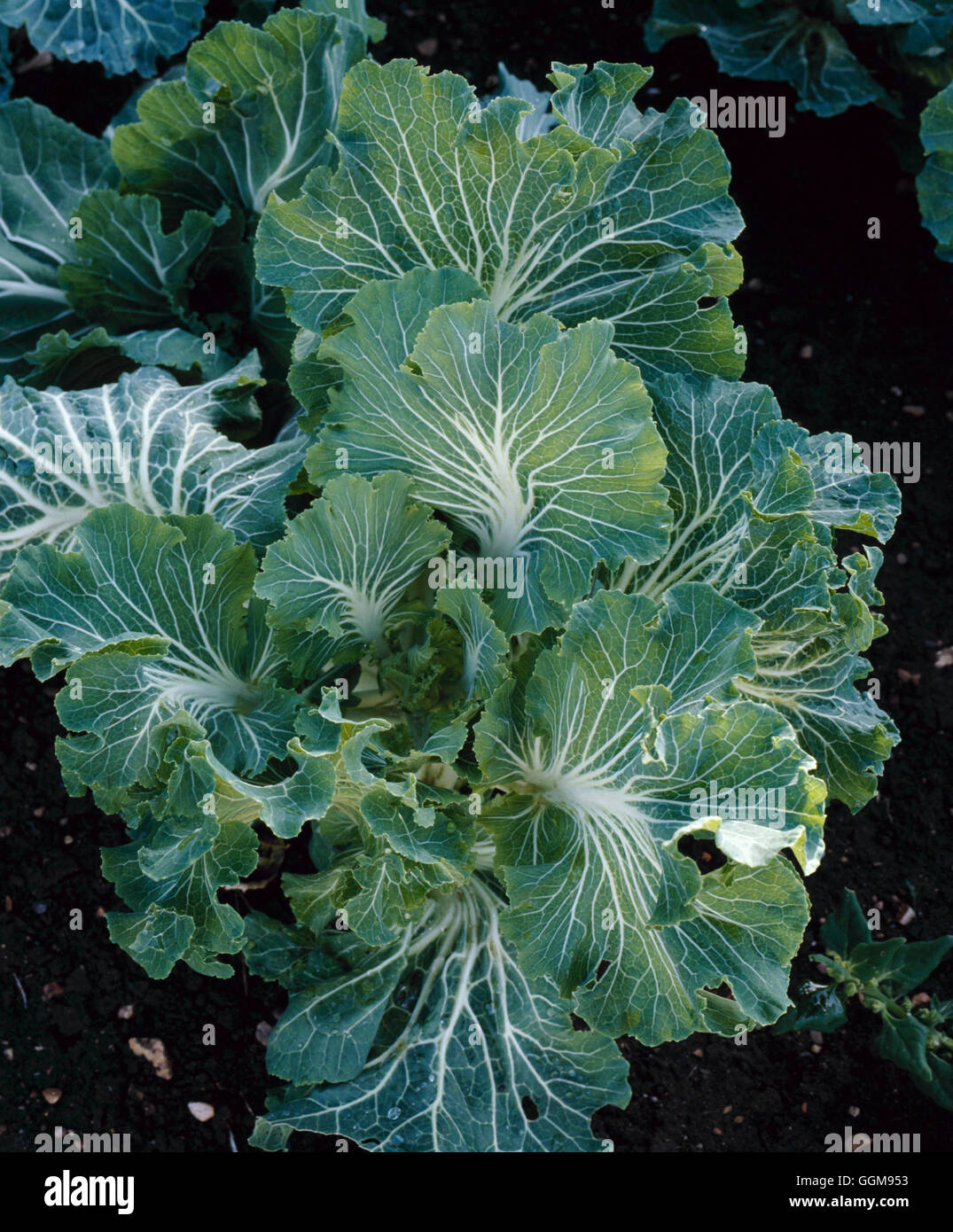 Cabbage - Portuguese - 'Couve Tronchuda' (HDRA - Organic)   VEG067662 Stock Photo