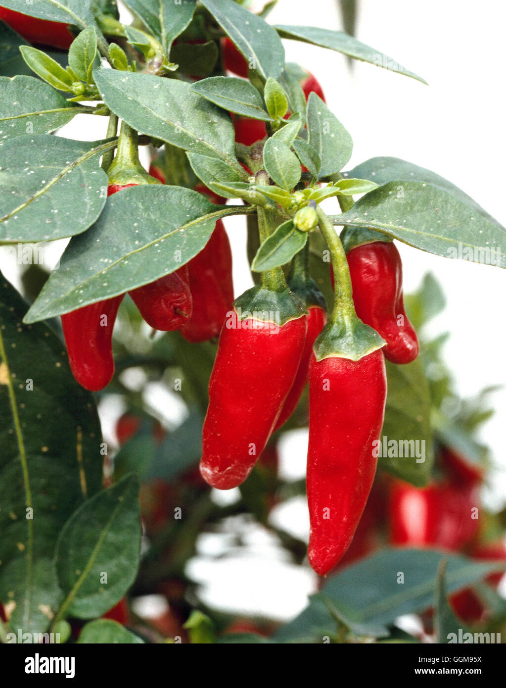 Red chilli pepper hi-res stock photography and images - Alamy