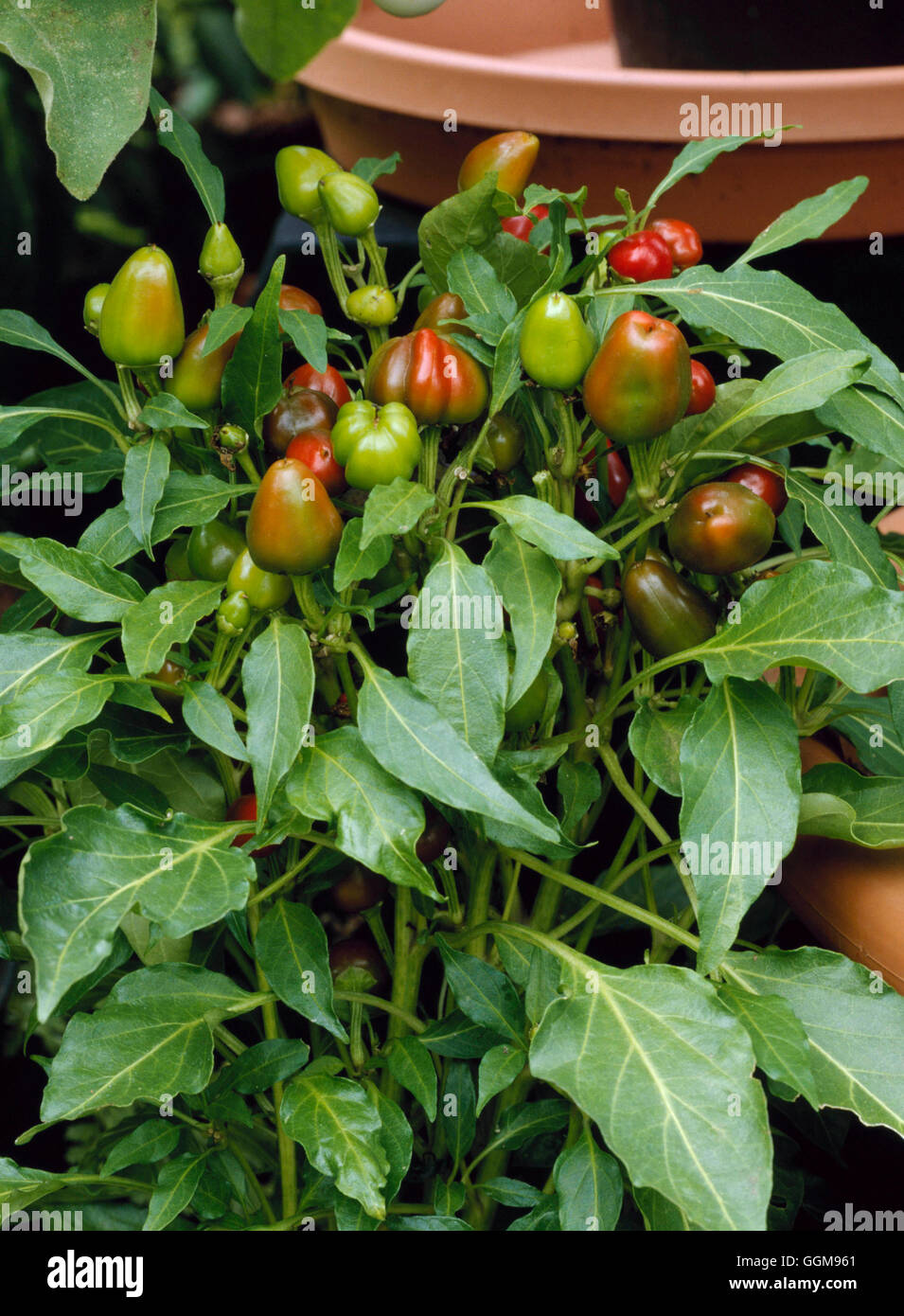 Pepper - Tabasco Pepper (Capsicum frutescens)   VEG071641 Stock Photo