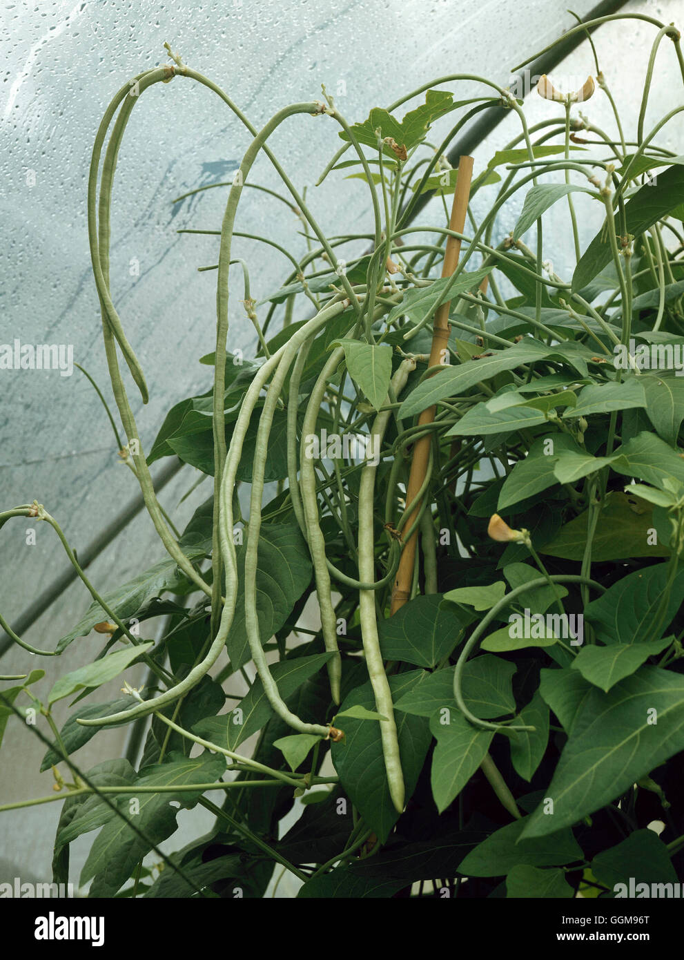 Asparagus Bean - also known as the Yard Long Bean (Vigna vuguiculata ssp. sesquipedalis)"""""   VEG074737 Stock Photo