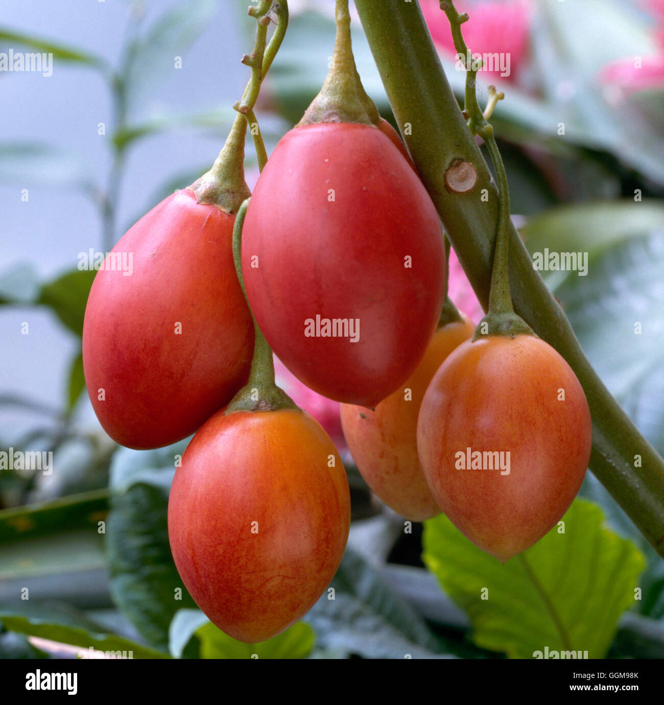 Tamarillo or Tree Tomato (Cyphomandra betacea)