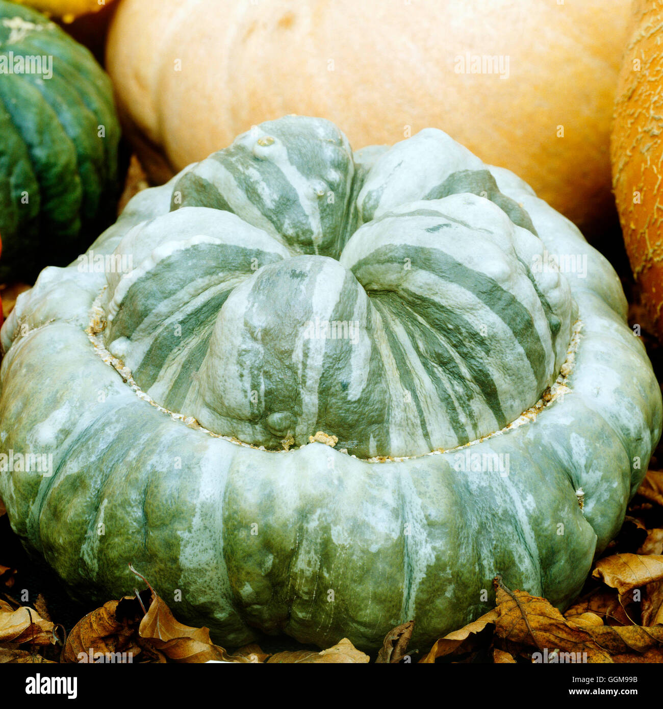 Gourd - 'Marina di Chioggia'- - (Cucurbita maxima)   VEG086457 Stock Photo