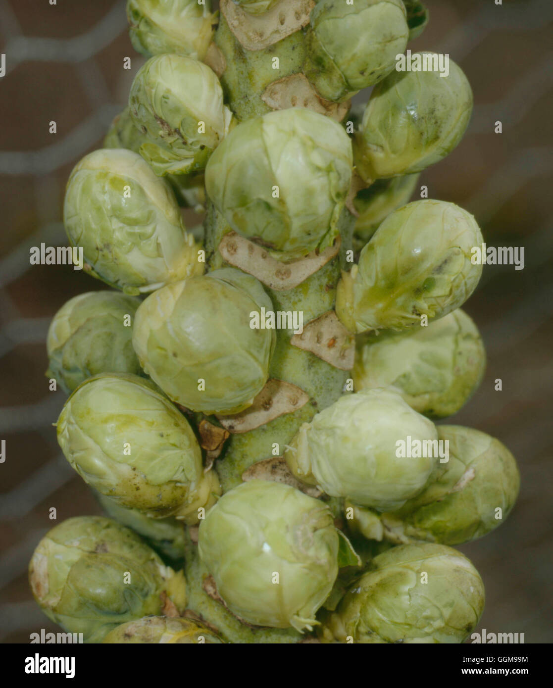 Brussels Sprout - F1 'Peer Gynt'   VEG088169 Stock Photo