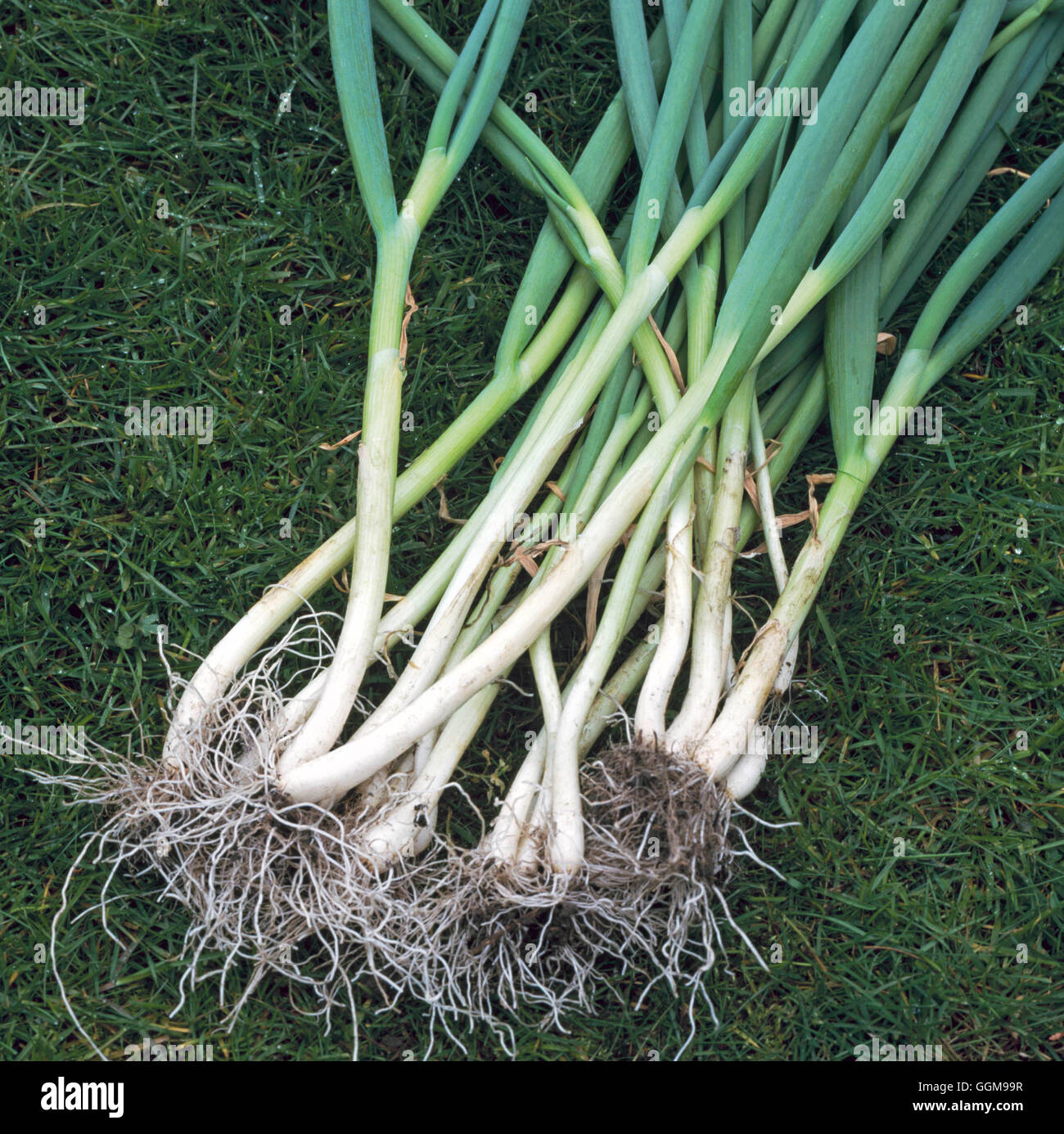 Bunching onion hi-res stock photography and images - Alamy