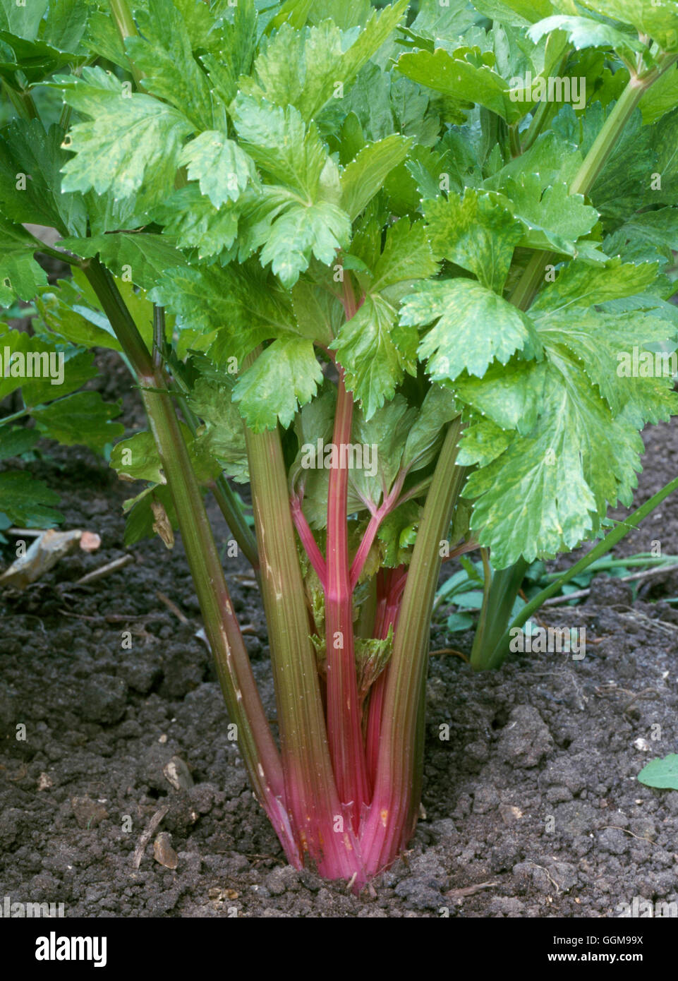 Celery - 'Pink Ice'   VEG090245 Stock Photo