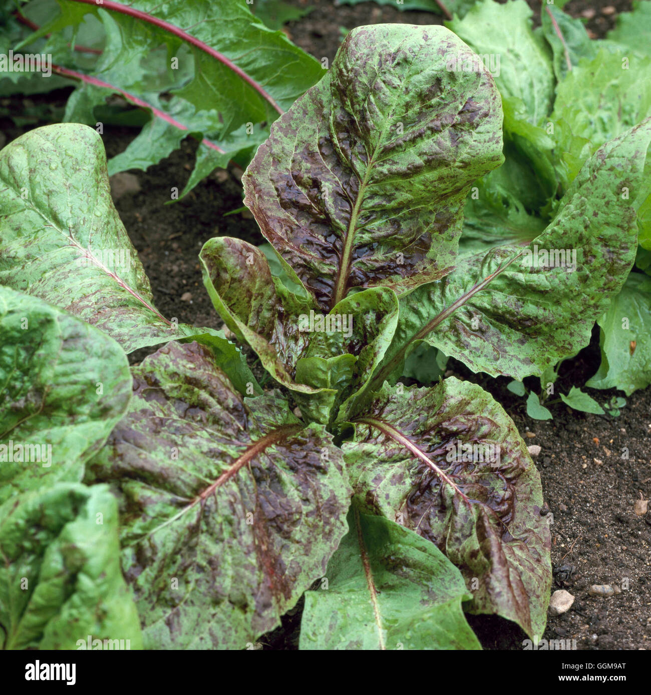 Chicory - 'Variegata de Castelfranco' (HDRA   Organic)   VEG096020 Stock Photo