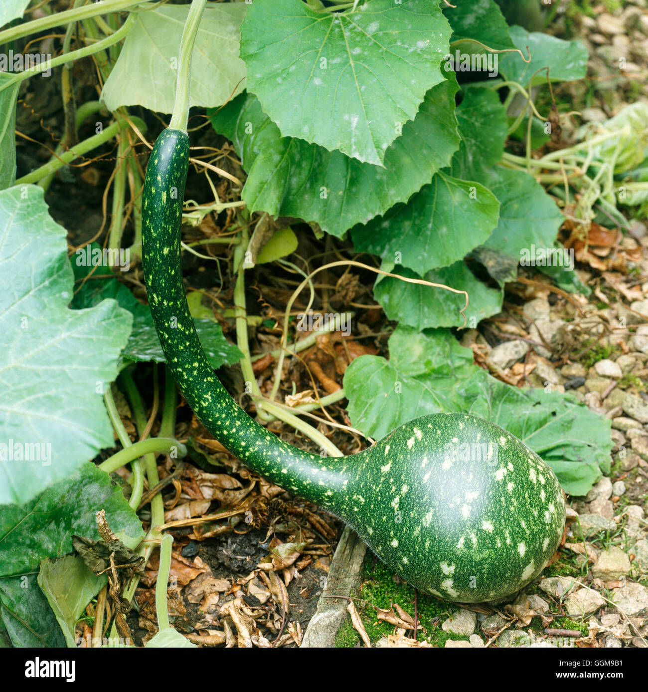 Gourd - 'Amphore' (Decorative) (HDRA - Organic)   VEG096027 Stock Photo